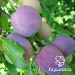 

Слива Волжская красавица