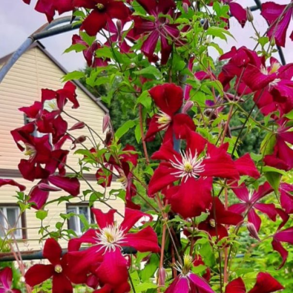 превью изображения отзыва