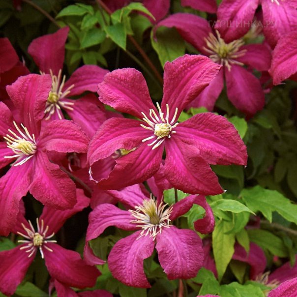 превью изображения отзыва