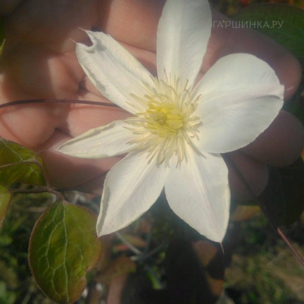 превью изображения отзыва