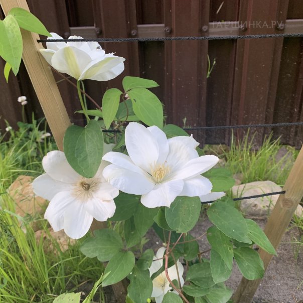 превью изображения отзыва