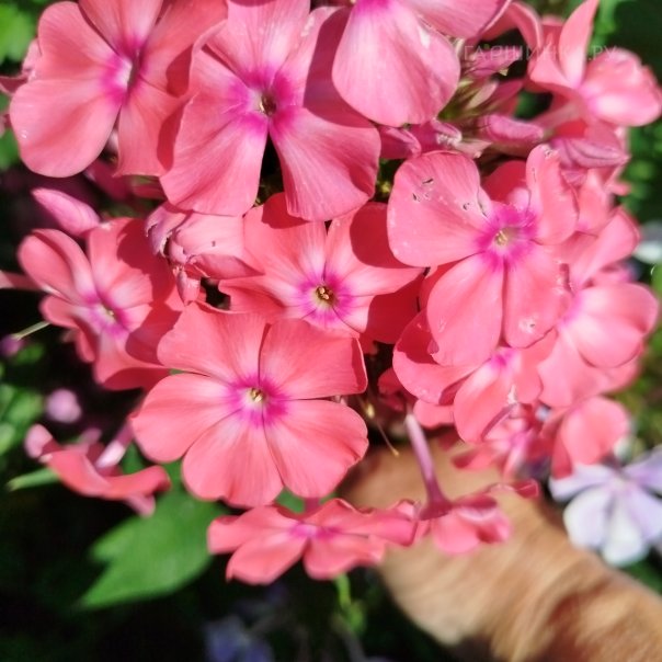 превью изображения отзыва