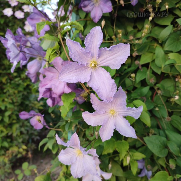 превью изображения отзыва