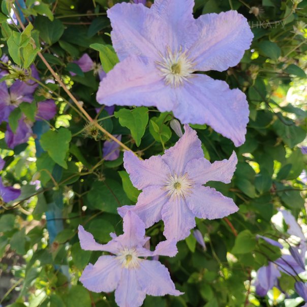 превью изображения отзыва