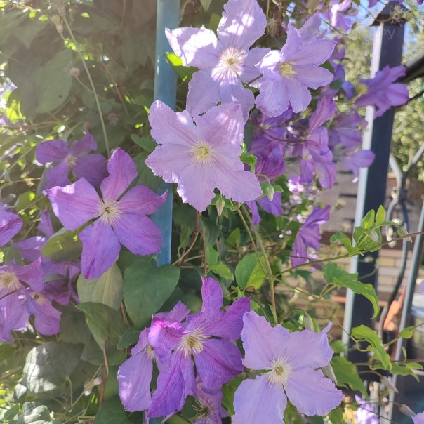 превью изображения отзыва