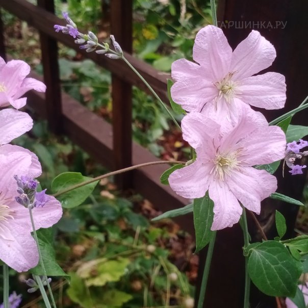 превью изображения отзыва