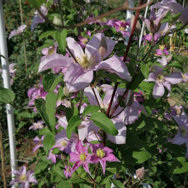 превью изображения отзыва