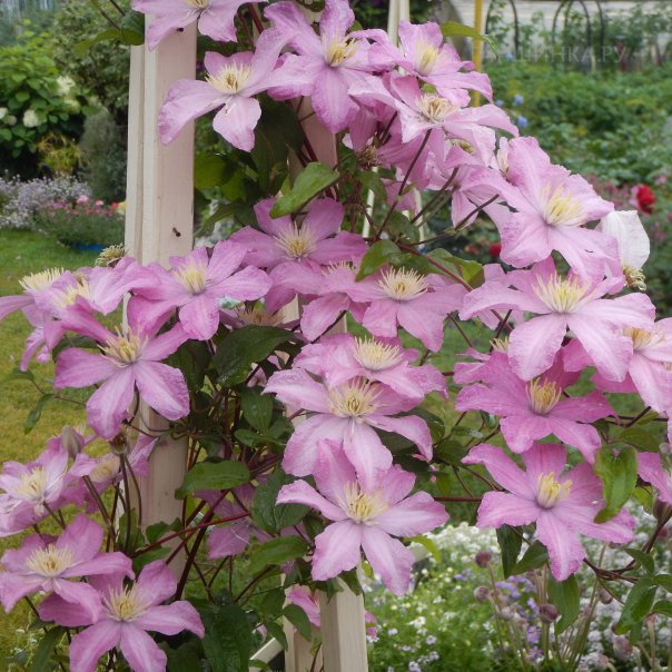 превью изображения отзыва