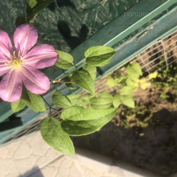 превью изображения отзыва