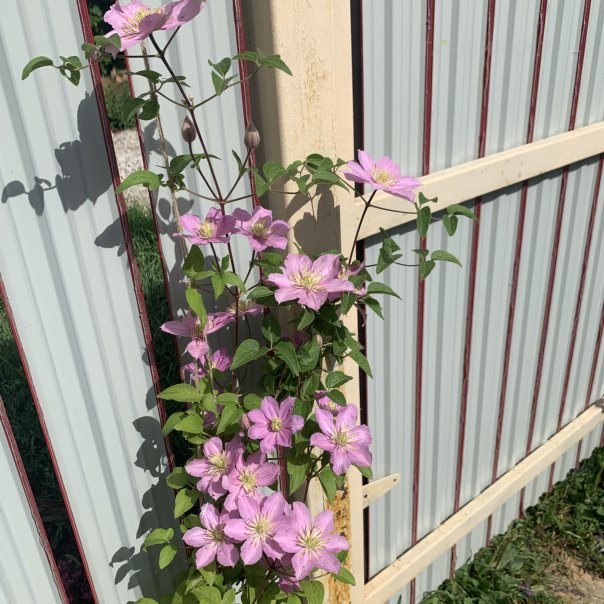 превью изображения отзыва