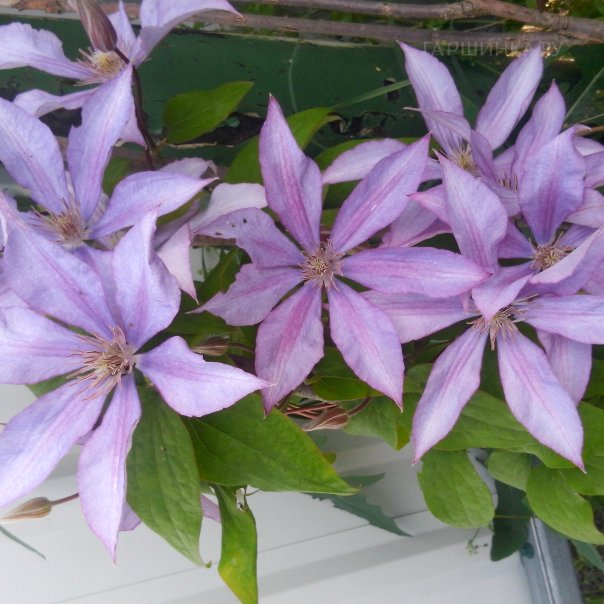 превью изображения отзыва