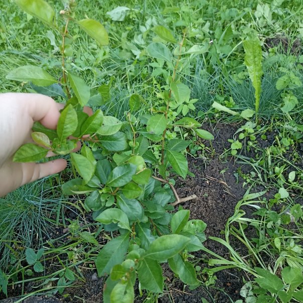 превью изображения отзыва