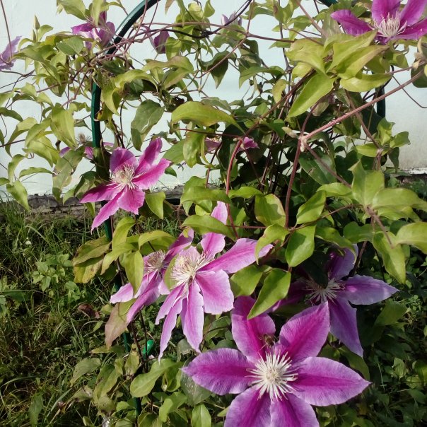 превью изображения отзыва