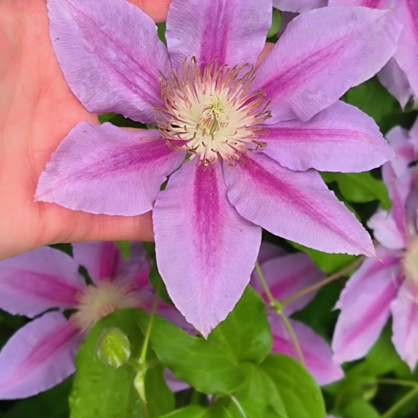 превью изображения отзыва