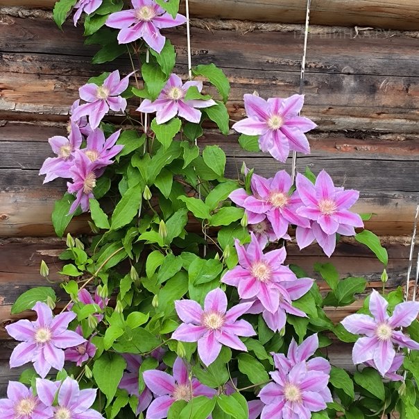 превью изображения отзыва