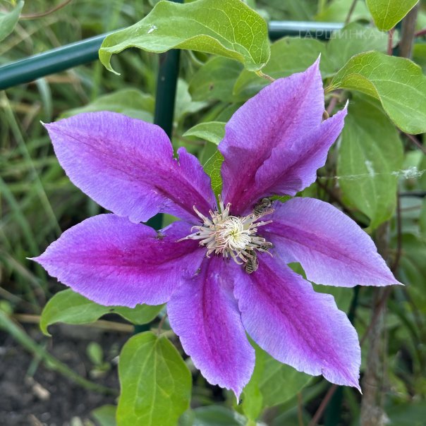 превью изображения отзыва