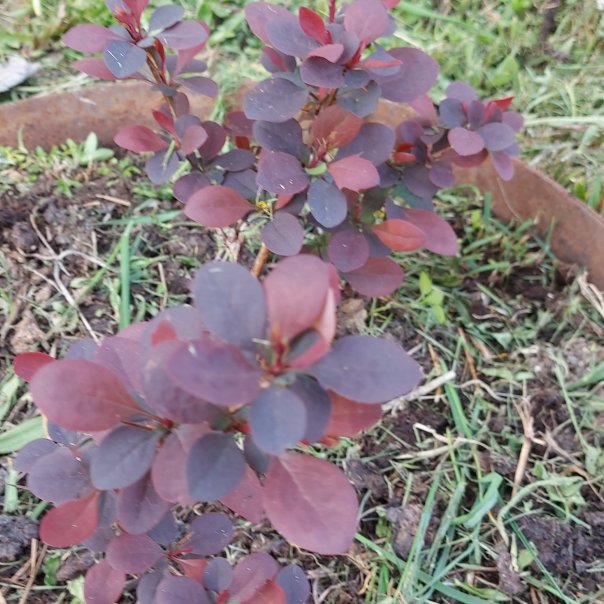 превью изображения отзыва