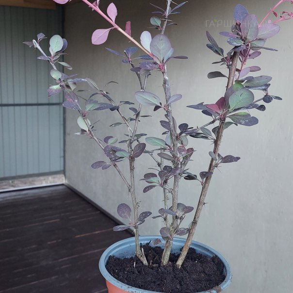 превью изображения отзыва