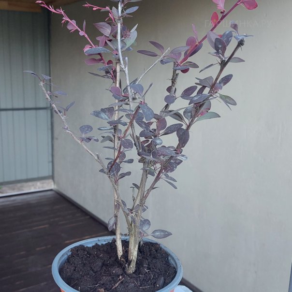 превью изображения отзыва