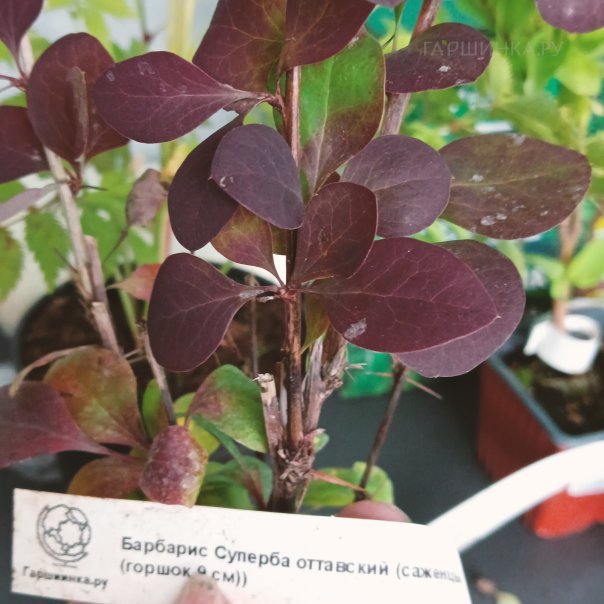 превью изображения отзыва