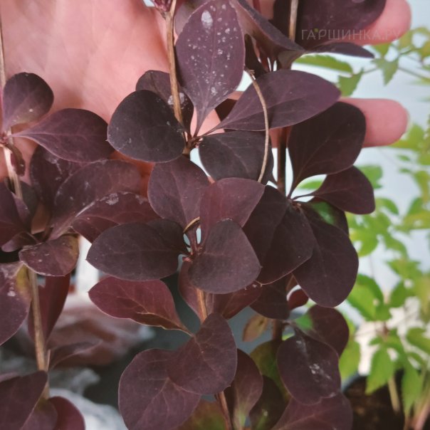 превью изображения отзыва