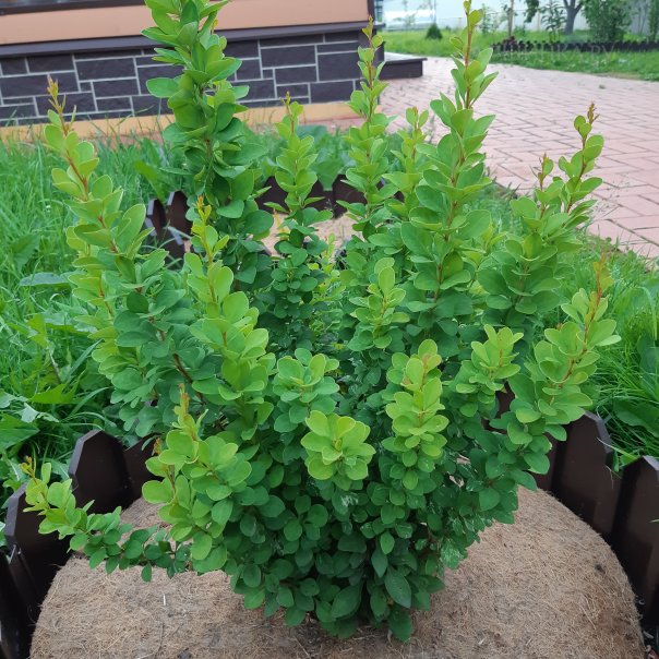 превью изображения отзыва