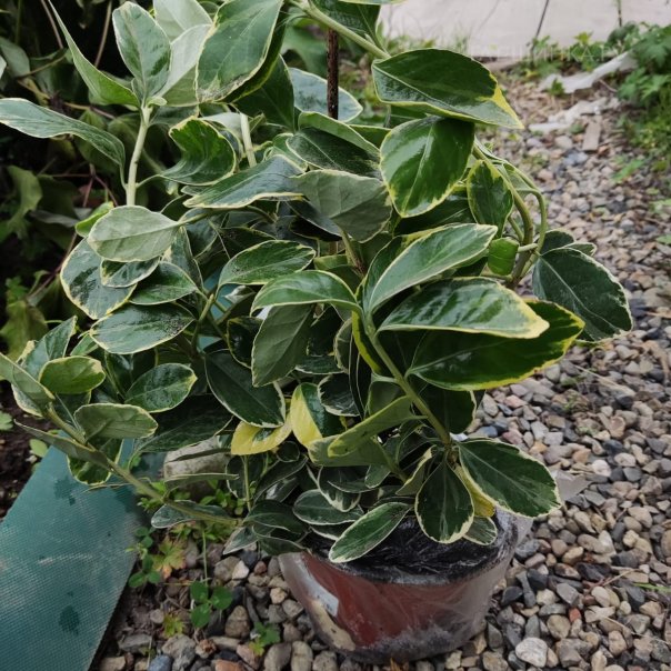 превью изображения отзыва