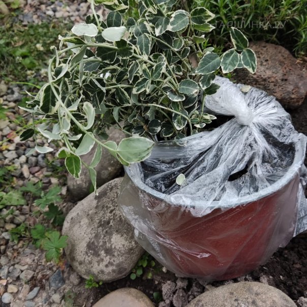 превью изображения отзыва