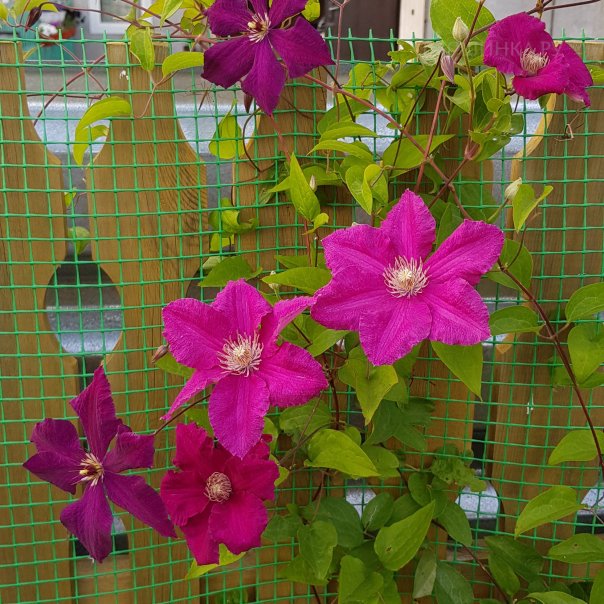 превью изображения отзыва