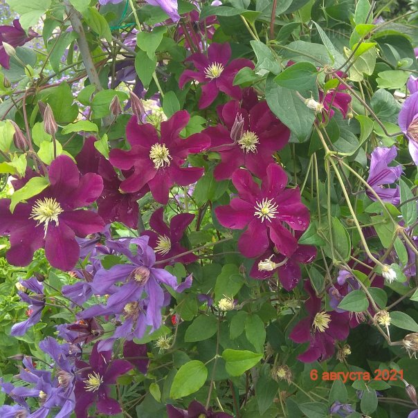 превью изображения отзыва