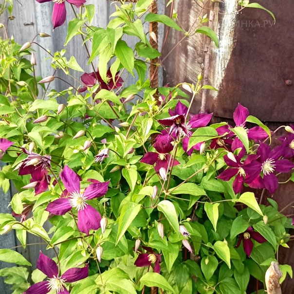 превью изображения отзыва