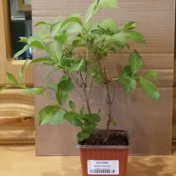 превью изображения отзыва