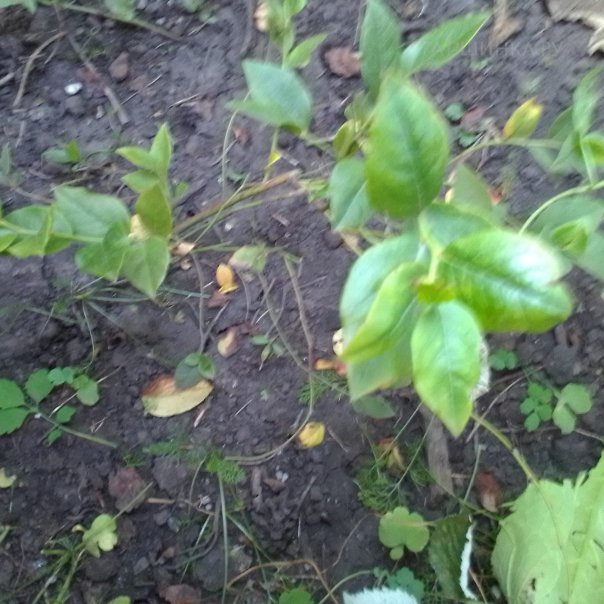 превью изображения отзыва