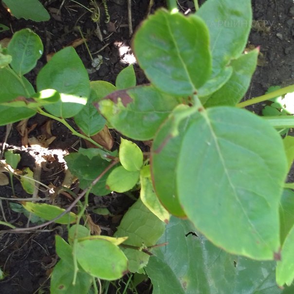 превью изображения отзыва