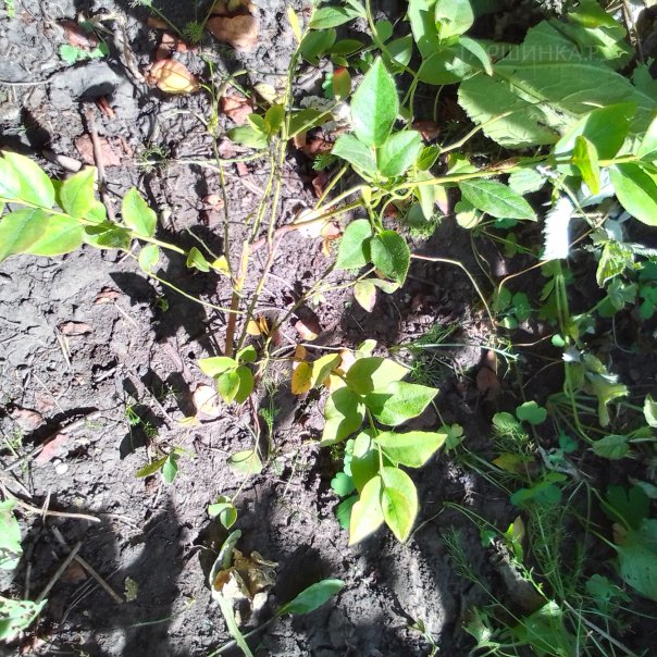 превью изображения отзыва