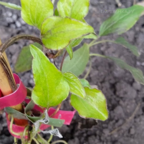 превью изображения отзыва