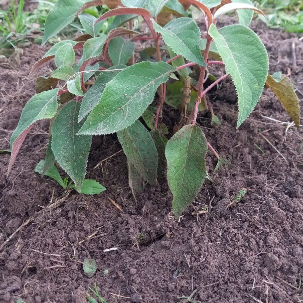 превью изображения отзыва