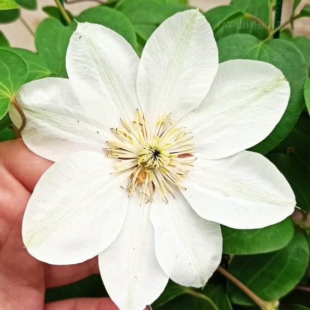 превью изображения отзыва