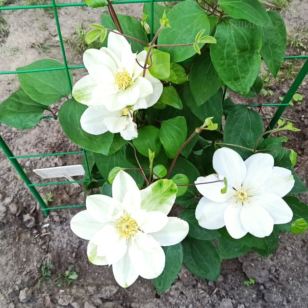 превью изображения отзыва