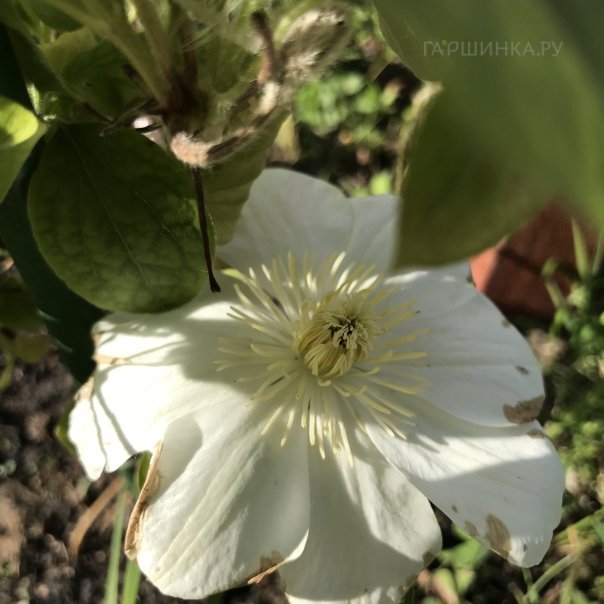 превью изображения отзыва