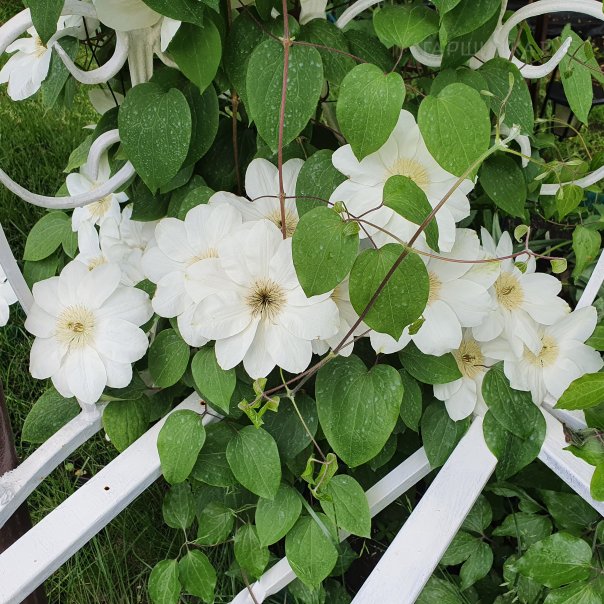 превью изображения отзыва