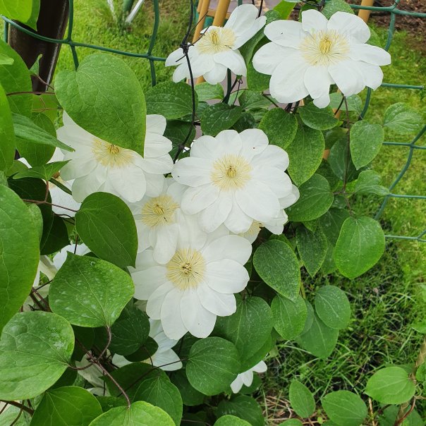 превью изображения отзыва