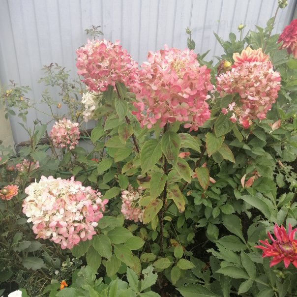 превью изображения отзыва