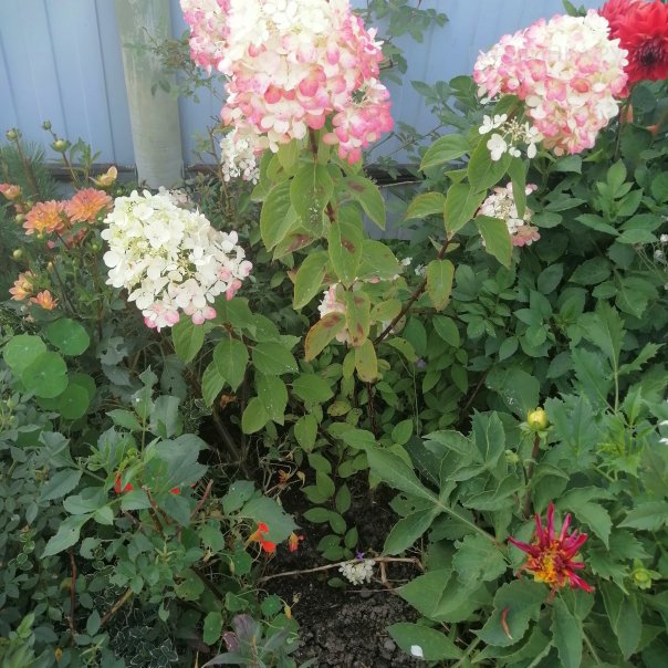 превью изображения отзыва