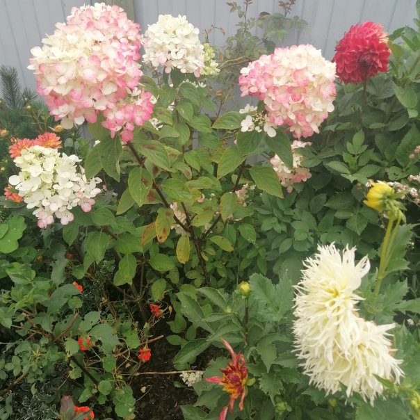 превью изображения отзыва