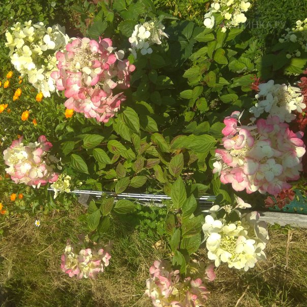 превью изображения отзыва