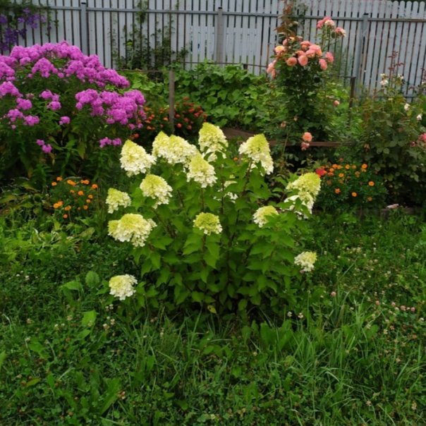 превью изображения отзыва