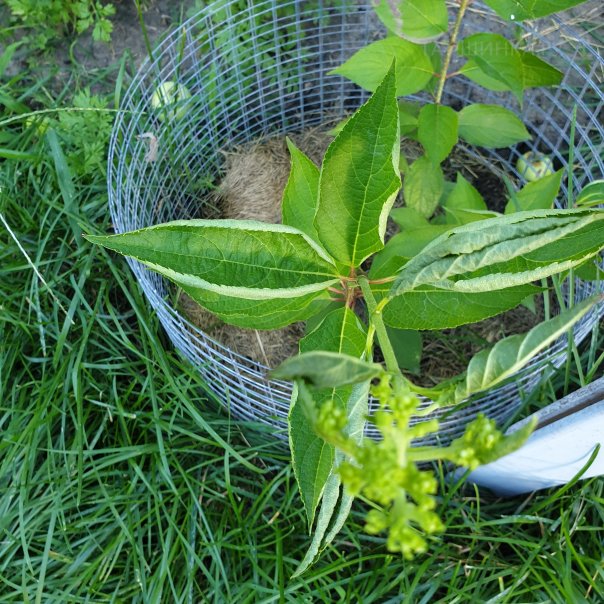 превью изображения отзыва