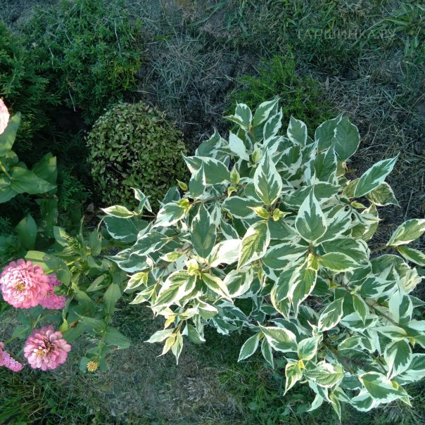 превью изображения отзыва