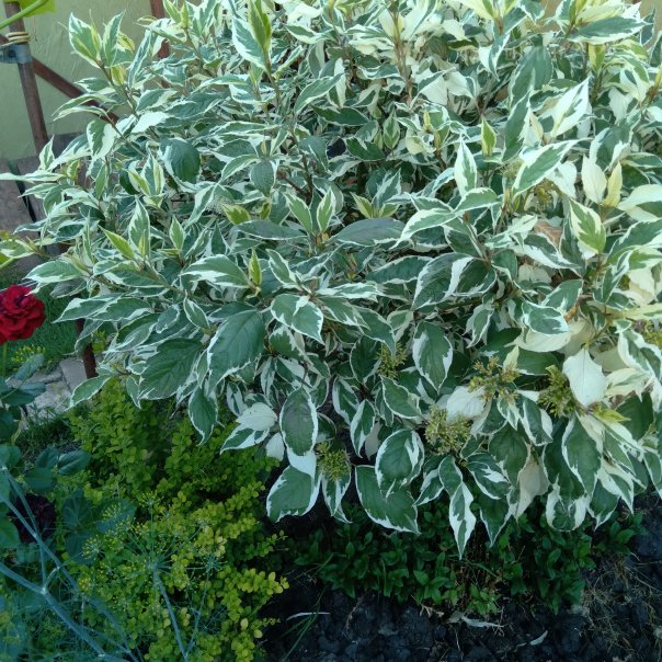 превью изображения отзыва